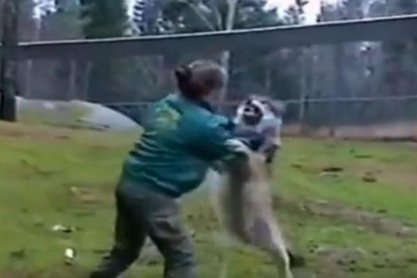 Ženu napao vuk, krenuo i da je grize, ali onda se desilo nešto totalno neočekivano! (VIDEO)