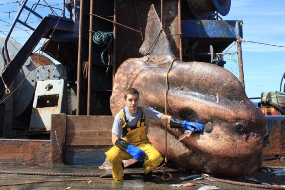 ŠTA JE OVO?! Ruski ribar je izvukao iz mora vaše najgore noćne more! (FOTO)