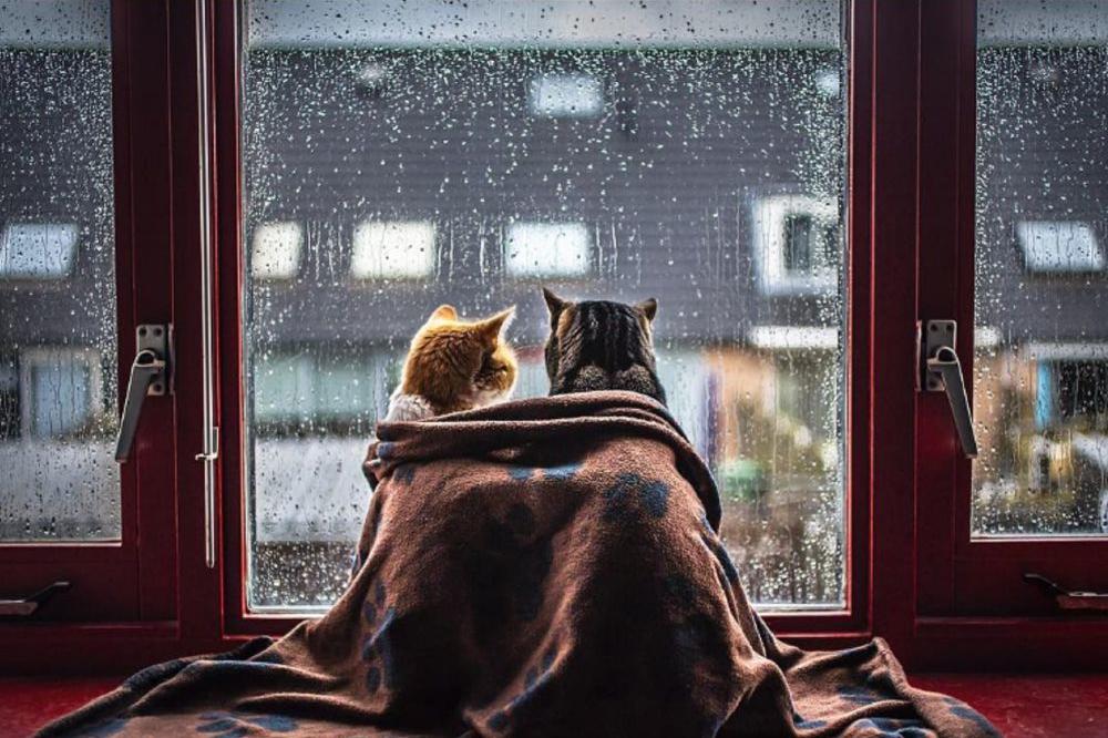 Dok dobuje kiša: Njihove fotografije su objasnile šta je romantika! (FOTO)