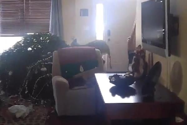 TRESAO, PA JE RAZVALIO U POTPUNOSTI! Porodici jelen uništio Novogodišnju čaroliju! (VIDEO)