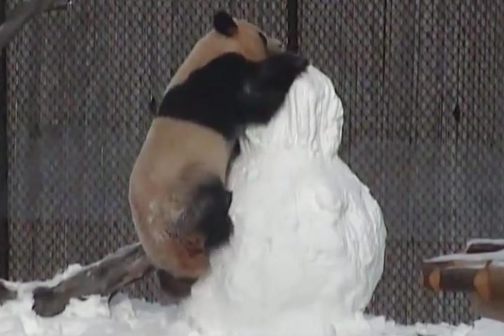 AU, ŠTA MU JE URADIOOOO!?! Šta se desi kada se pobiju PANDA I SNEŠKO BELIĆ? (VIDEO)