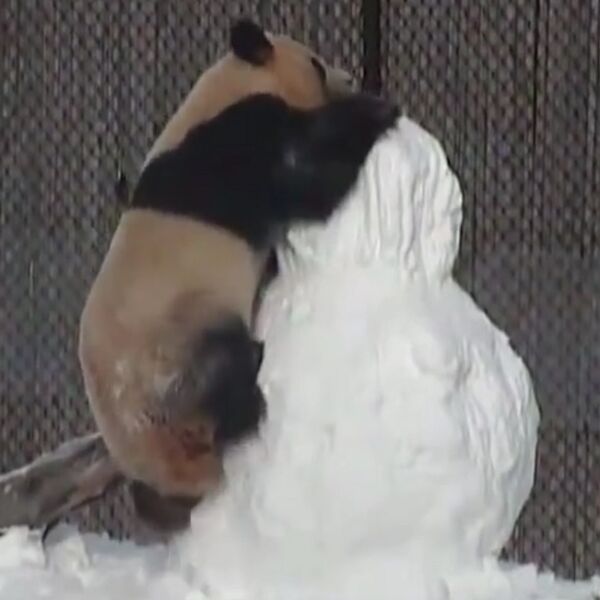 AU, ŠTA MU JE URADIOOOO!?! Šta se desi kada se pobiju PANDA I SNEŠKO BELIĆ? (VIDEO)