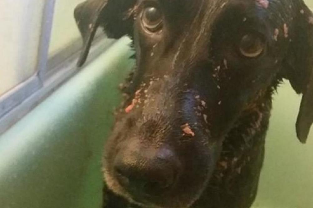 ISFRUSTRIRANI MONSTRUMI KOJE NI MAJKA NIJE VOLELA: Šta se nalazi u umu nečoveka koji truje životinje? (FOTO)