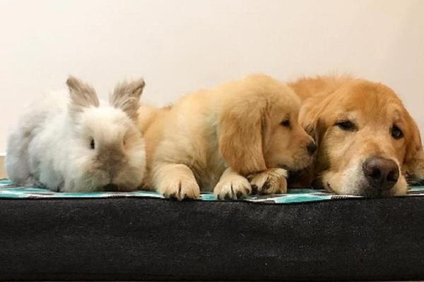 PRESLATKOĆICE: Ekipa kućnih ljubimaca slatkoću podigla na novi nivo! (FOTO)