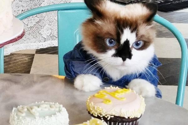 Upoznajte ALBERTA, mačka sa najslađom njuškom i POLA MILIONA obožavalaca! (FOTO)