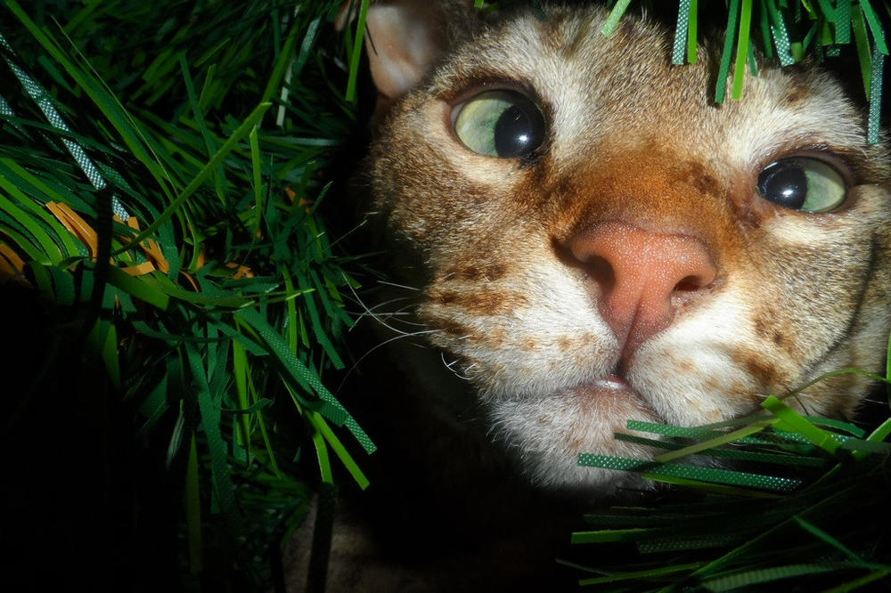 STRUČNJACI OTKRILI ZAŠTO MAČKE JEDU TRAVU: Nikad ne biste pogodili koja 3 RAZLOGA su u pitanju