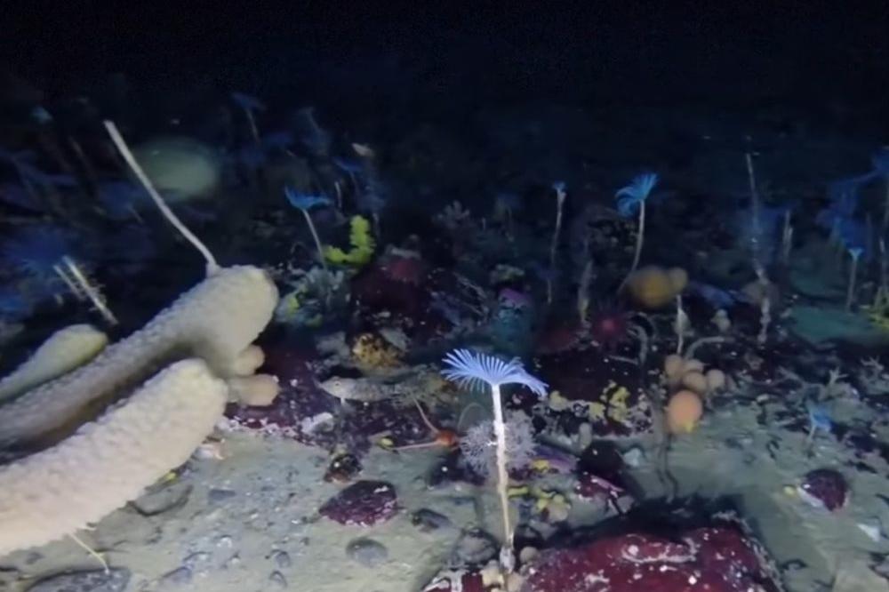 Spustili su robota na dno ANTARKTIKA! Kad tamo, ČUDESNA ŠUMA! (FOTO) (VIDEO)