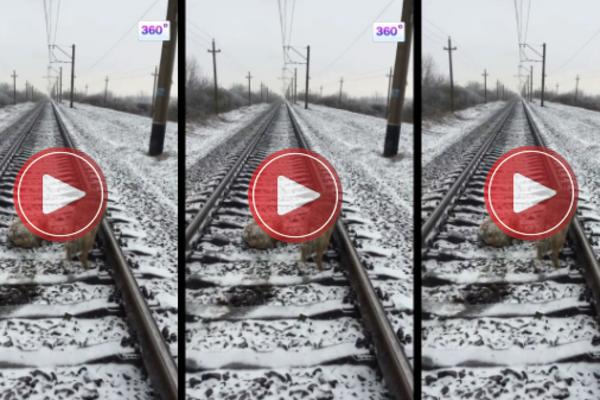 Ova kuca bi radije da je PREGAZI VOZ, nego što bi OSTAVILA SVOG MRTVOG PRIJATELJA! (VIDEO)