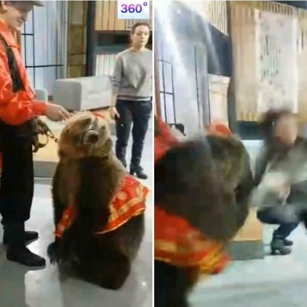 Evo zašto NIKAD ne treba da prilazite medvedu s leđa! (VIDEO)