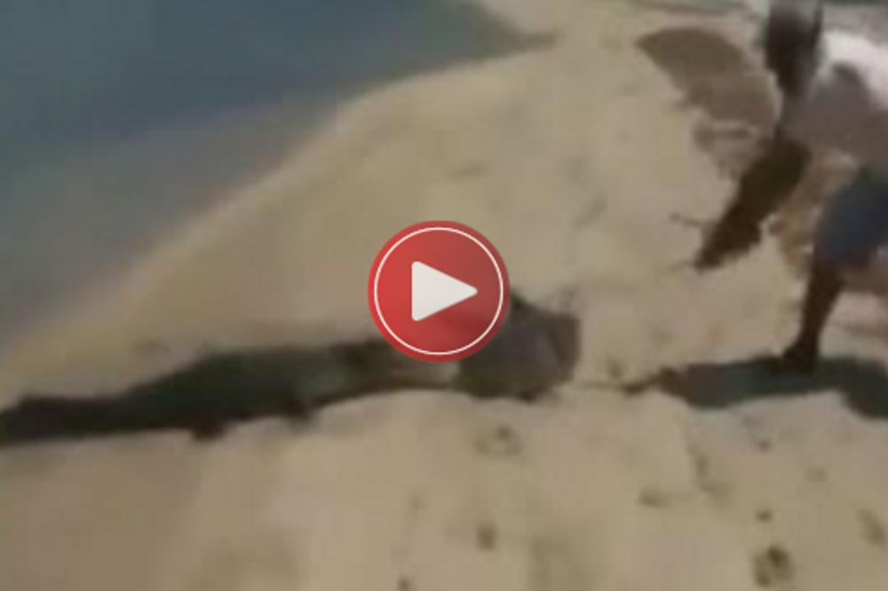 KROKODIL JE POKUŠAO DA IM UKRADE RIBU: A onda je dobio preko njuške! (VIDEO)