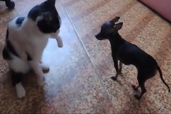 ZLA MAČKA SE NADVILA NAD JADNU ČIVAVU, a onda je pas uradio hešto herojsko! (VIDEO)