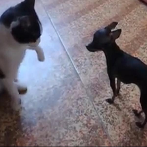 ZLA MAČKA SE NADVILA NAD JADNU ČIVAVU, a onda je pas uradio hešto herojsko! (VIDEO)