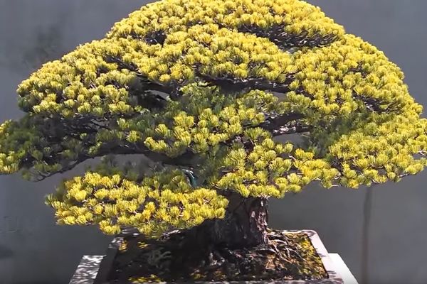 ISTORIJA U MALOM: Četiri veka staro BONSAI DRVCE koje je preživelo strahote HIROŠIME (FOTO)