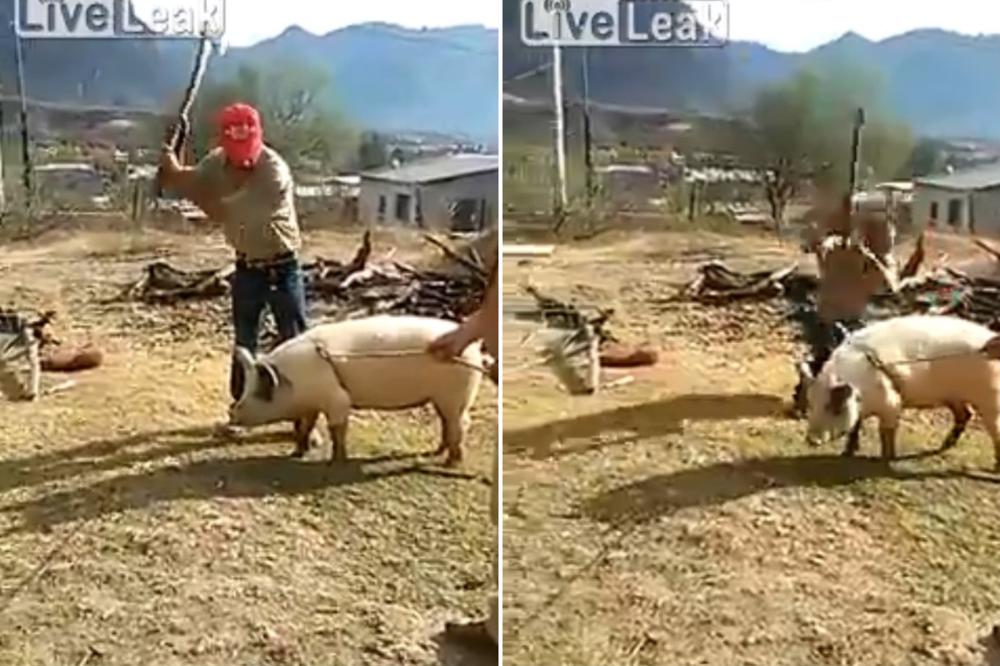 DŽEDAJ SVINJA: Ovaj lik je pokušao da je udari, a onda je OSETIO SILU! (VIDEO)