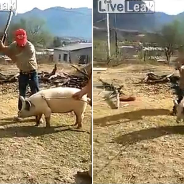 DŽEDAJ SVINJA: Ovaj lik je pokušao da je udari, a onda je OSETIO SILU! (VIDEO)