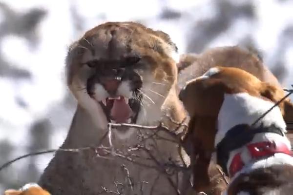 Hodala je planinskom stazom, kad se ispred nje stvorila krvoločna zver: Samo jedna stvar spasila joj je život