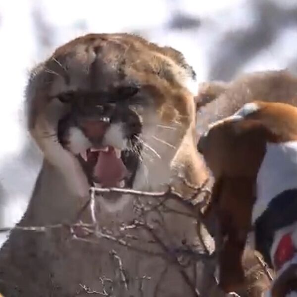 Hodala je planinskom stazom, kad se ispred nje stvorila krvoločna zver: Samo jedna stvar spasila joj je život