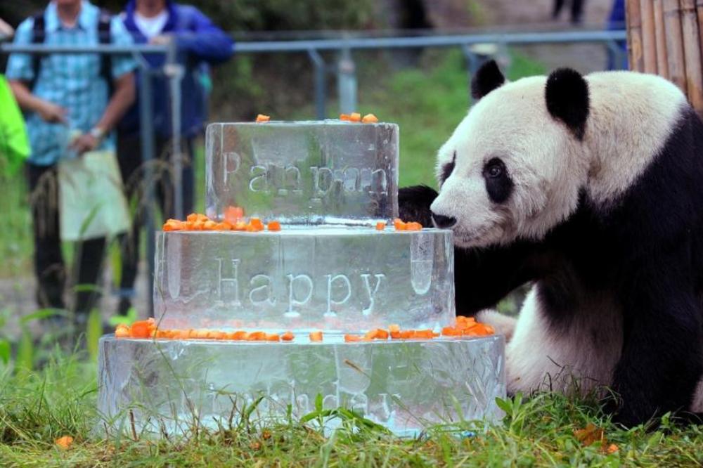 Ostavio iza sebe 130 potomoka! Uginuo najstariji mužjak pande ma svetu!