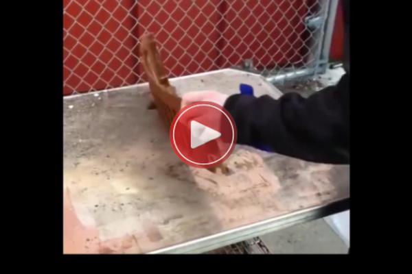 LASERSKI ČISTAČ JE HIT BUDUĆNOSTI: Da li je ovo realno? (VIDEO)