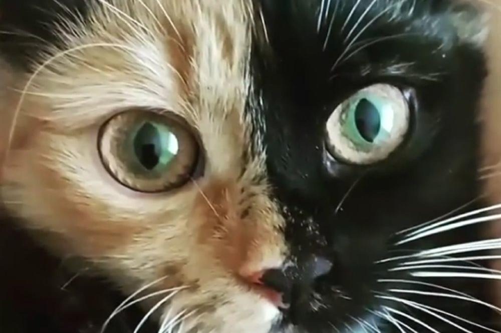 DVOLIČNOST je ono što ovu MAČKU čini NEODOLJIVOM! (FOTO) (VIDEO)