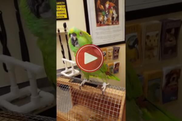 OVOG PAPAGAJA ZAPOSEO JE ĐAVO: Nema drugog objašnjenja! (VIDEO)