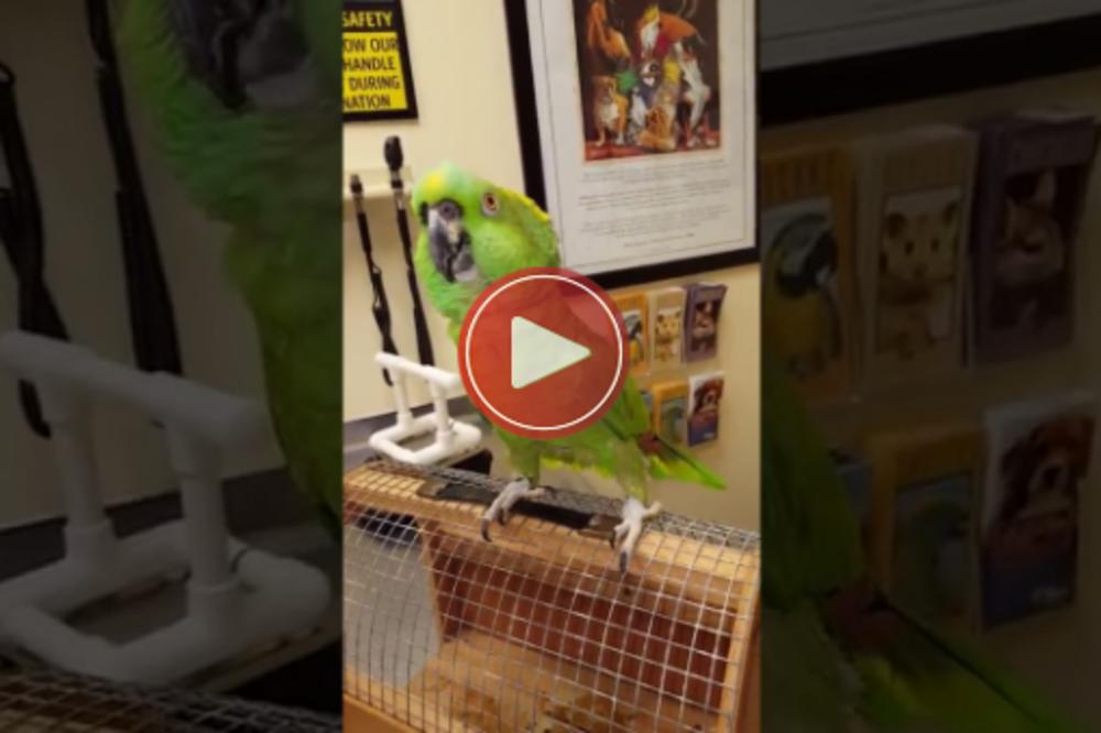 OVOG PAPAGAJA ZAPOSEO JE ĐAVO: Nema drugog objašnjenja! (VIDEO)