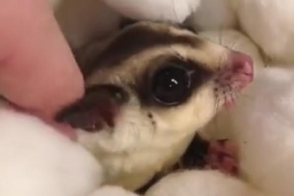 Da li je ovo NAJSLAĐA ŽIVOTINJICA NA PLANETI? (DA) (VIDEO)