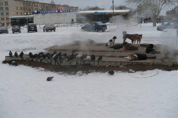 Ovo može svako: 5 načina da pomognete napuštenim životinjama u hladnim danima! (FOTO)