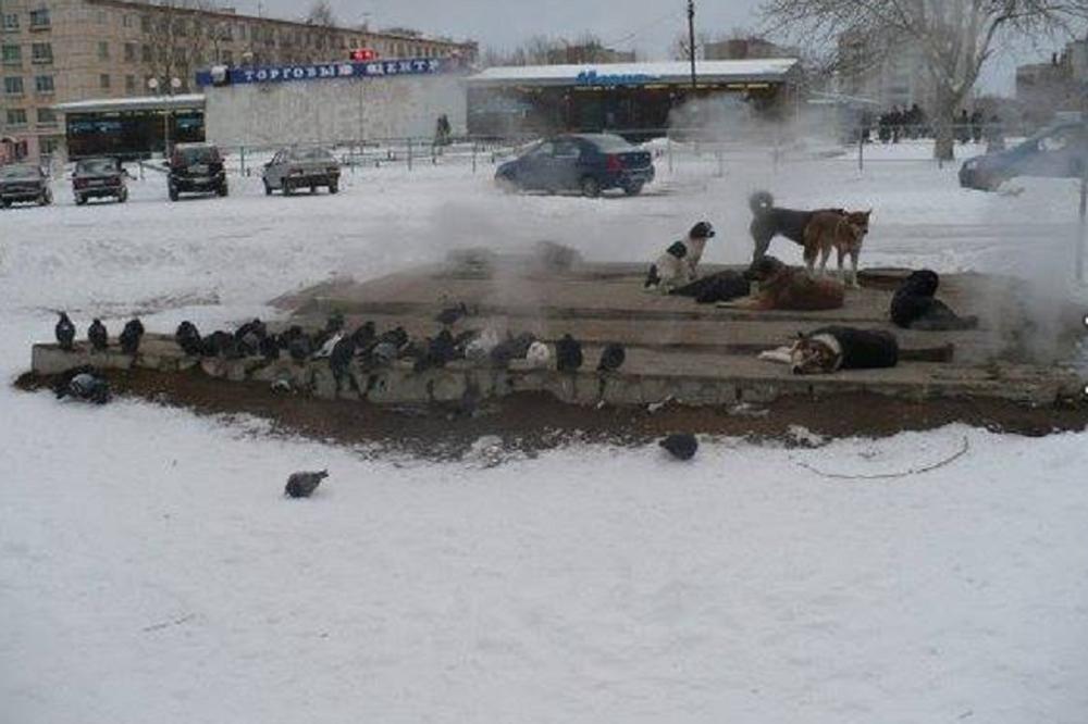 Ovo može svako: 5 načina da pomognete napuštenim životinjama u hladnim danima! (FOTO)