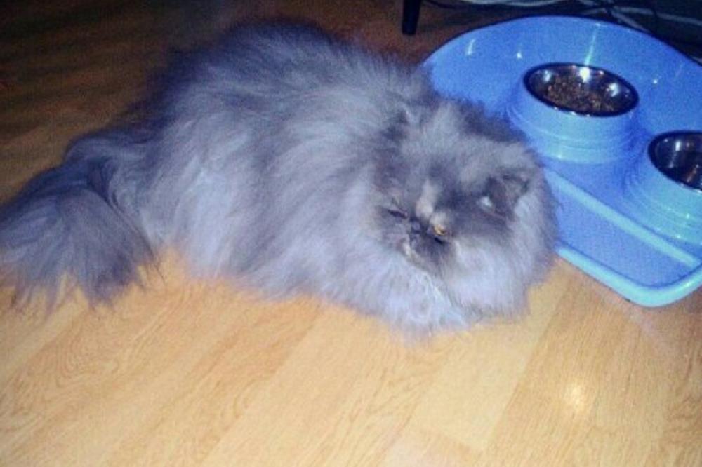 CARICA BI DA SE TRAMPI: Menjam persiske mačke za ugaonu garnituru! (FOTO)