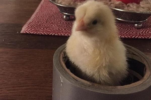 Kakav hit! Donela je jaja iz supermarketa i iz jednog se izleglo pile! (FOTO)