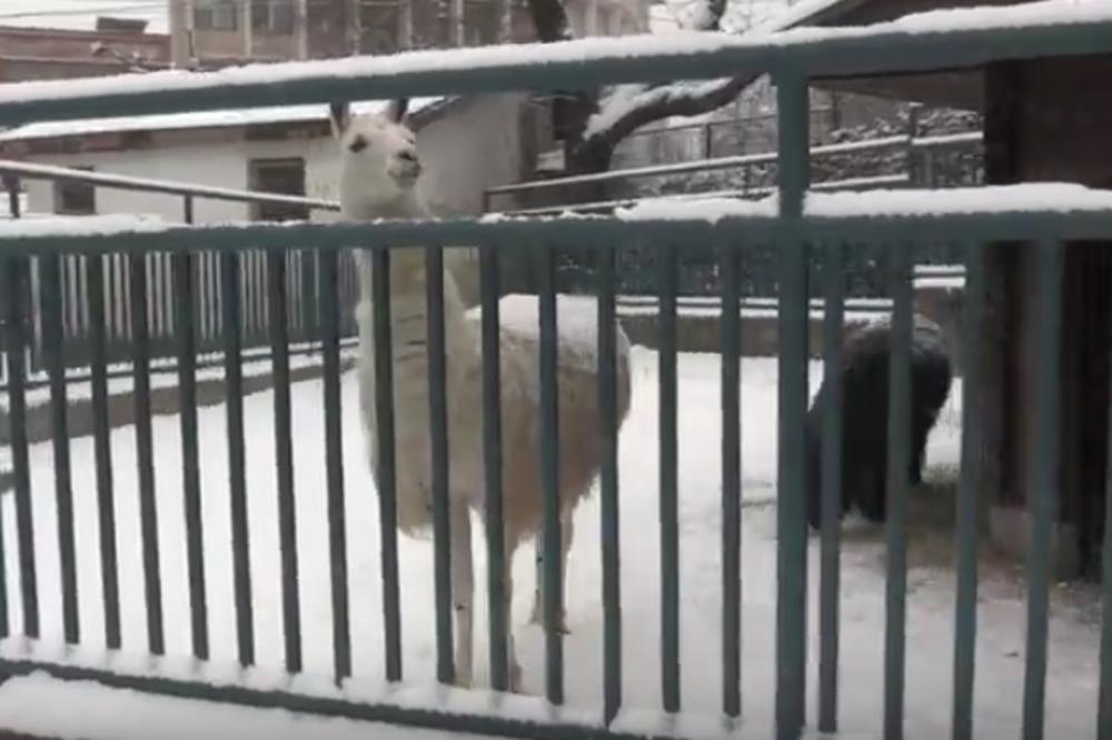 KO SE BOJI ZIME JOŠ?! Pogledajte kako stanovnici BG zoo vrta podnose NENORMALNU hladnoću (VIDEO)