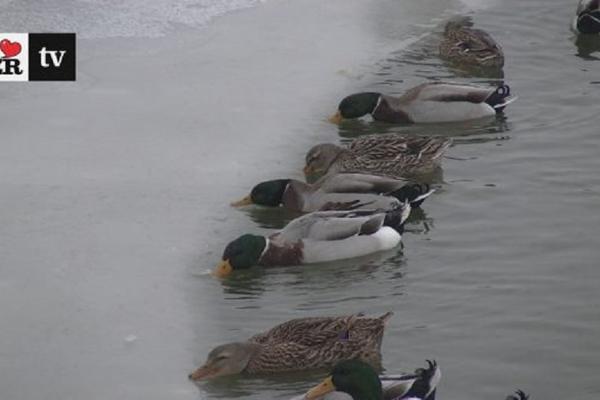 Patke u teškoj borbi protiv LEDA! Hit snimak iz Zrenjanina oduševiće sve ljubitelje životinja! (VIDEO)