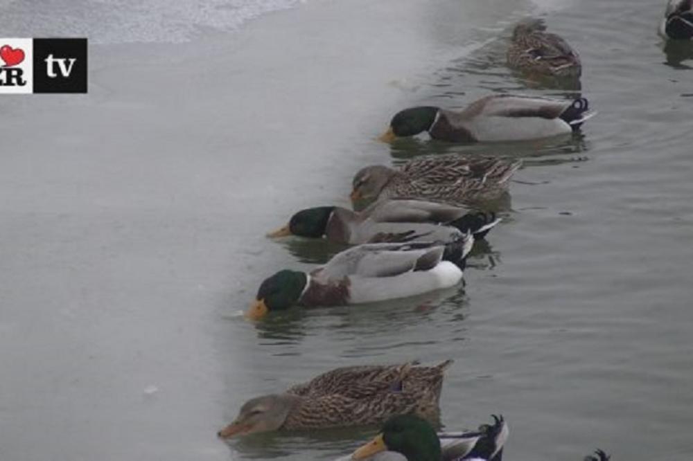Patke u teškoj borbi protiv LEDA! Hit snimak iz Zrenjanina oduševiće sve ljubitelje životinja! (VIDEO)