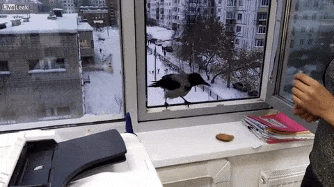 Hteli su promrzloj vrani da daju malo hrane, ali je nju ZANIMALO NEŠTO KONKRETNIJE! (VIDEO)