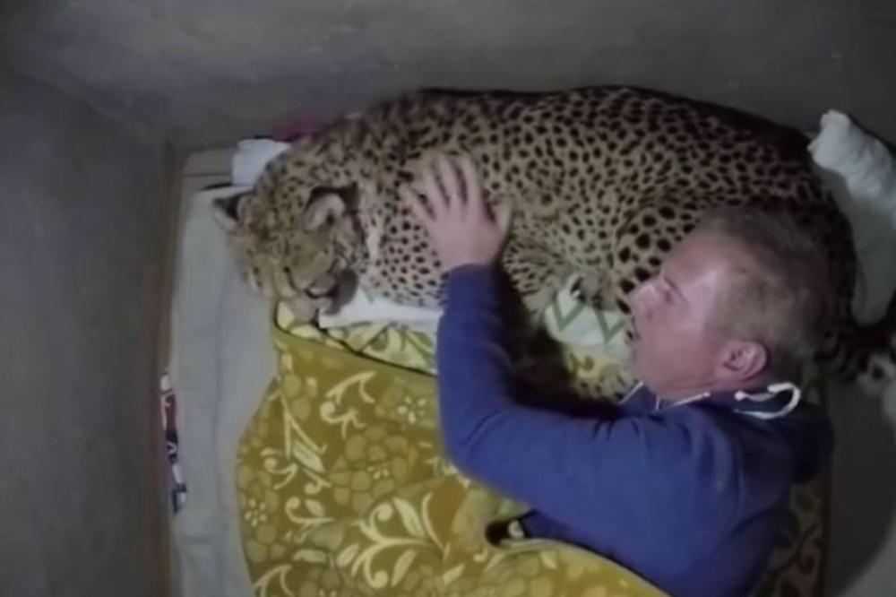 KO BI OD VAS SMEO DA SANJA OVAKAV SAN?! Umesto jastuka DIVLJA mačka.. (FOTO)(VIDEO)