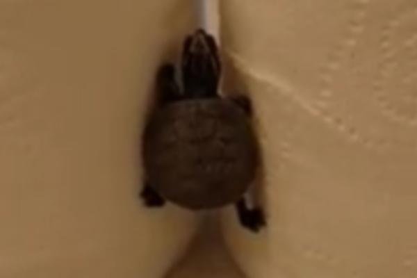 WIN ili FAIL? Tinejdž nindža kornjača još nije mutirala... (GIF)