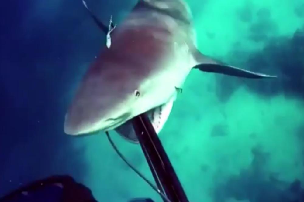 WIN DANA: Riba je krenula da ga ujede, pa joj je stavio u usta! (GIF)