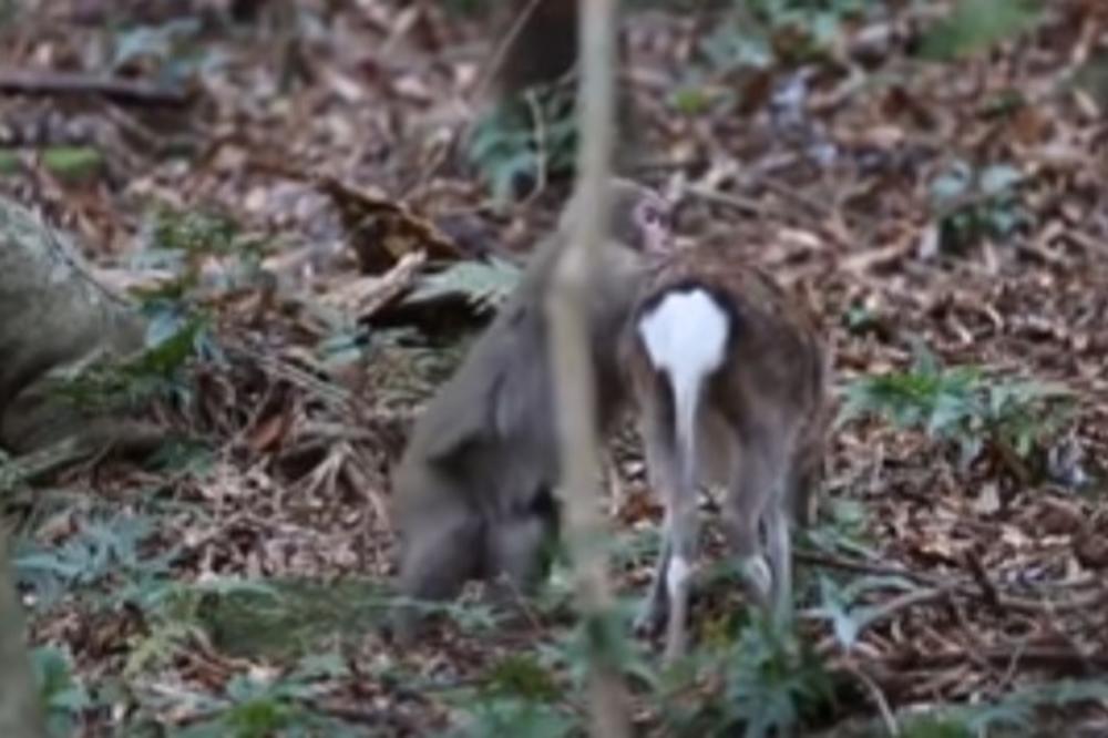 LJUBAV NEMA GRANICE Mislite za sebe da ste MAJMUN? Ipak imate šanse... (VIDEO)