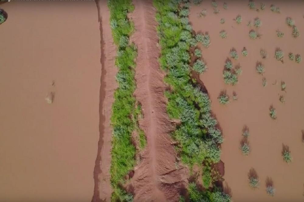Kad padne kiša u pustinji, dešava se nešto fenomenalno! (VIDEO)