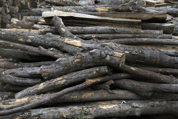 JEZIVA NESREĆA KOD VRANJA! Nastradao drvoseča kada je na njega palo drvo!