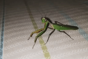 Mislio je da je kul da snima bogomoljku, a onda se ona okrenula i pokazala mu SVOG BOGA! (VIDEO)