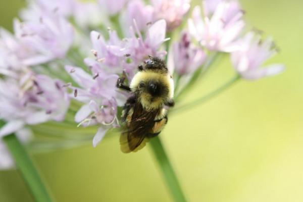Prvi put se na listi UGROŽENIH VRSTA našao jedan BUMBAR! (FOTO)