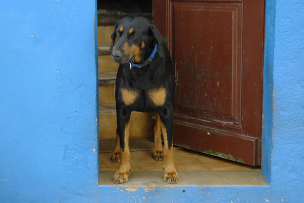 FASOVAO BATINE! Zagrepčanin hranio komšijinog psa srpskim čokoladicama!