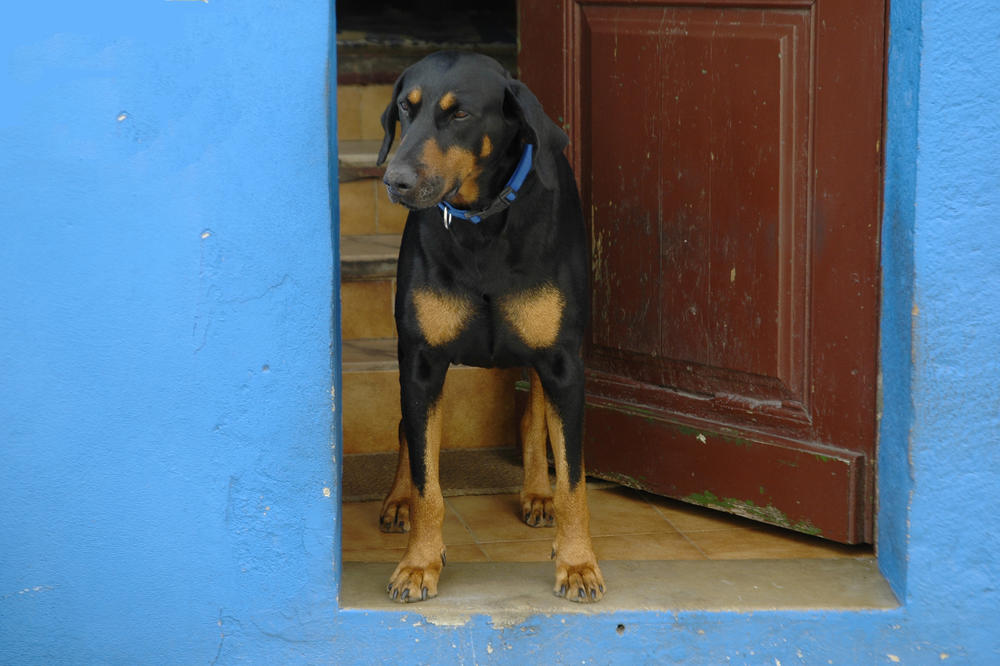 FASOVAO BATINE! Zagrepčanin hranio komšijinog psa srpskim čokoladicama!