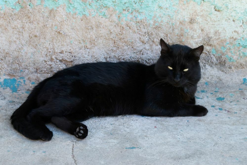 Petak 13., Crna mačka, Sujeverje