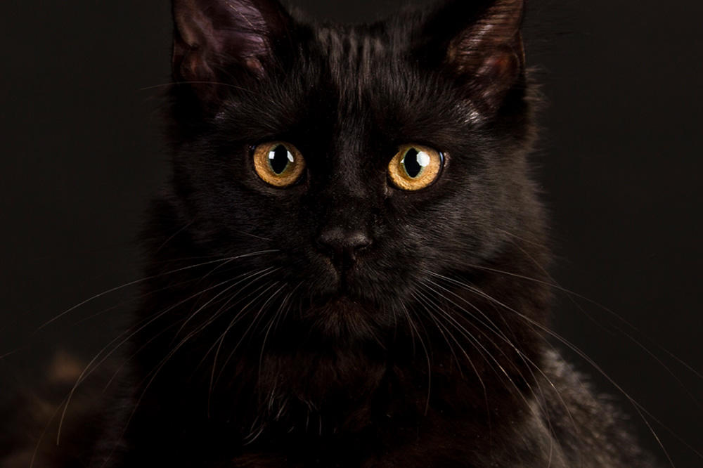 Petak je trinaesti: 13 činjenica koje niste znali o broju 13! (FOTO)