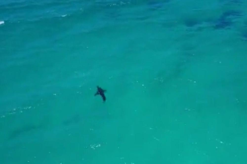 MISLILA SAM POJEŠĆE ME: Paraglajderka imala stravičan susret s velikom belom ajkulom! (VIDEO)