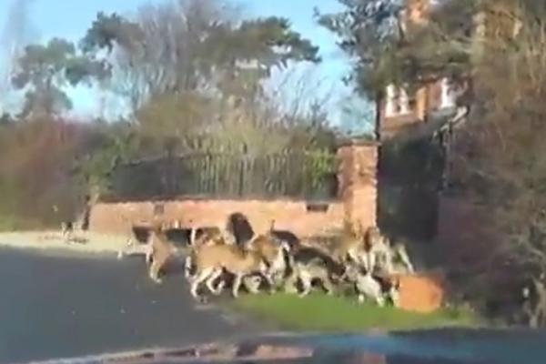 Šokantan snimak lovačkih pasa koji rastržu lisicu ZGROZIO ostrvske medije! (UZNEMIRUJUĆI VIDEO)