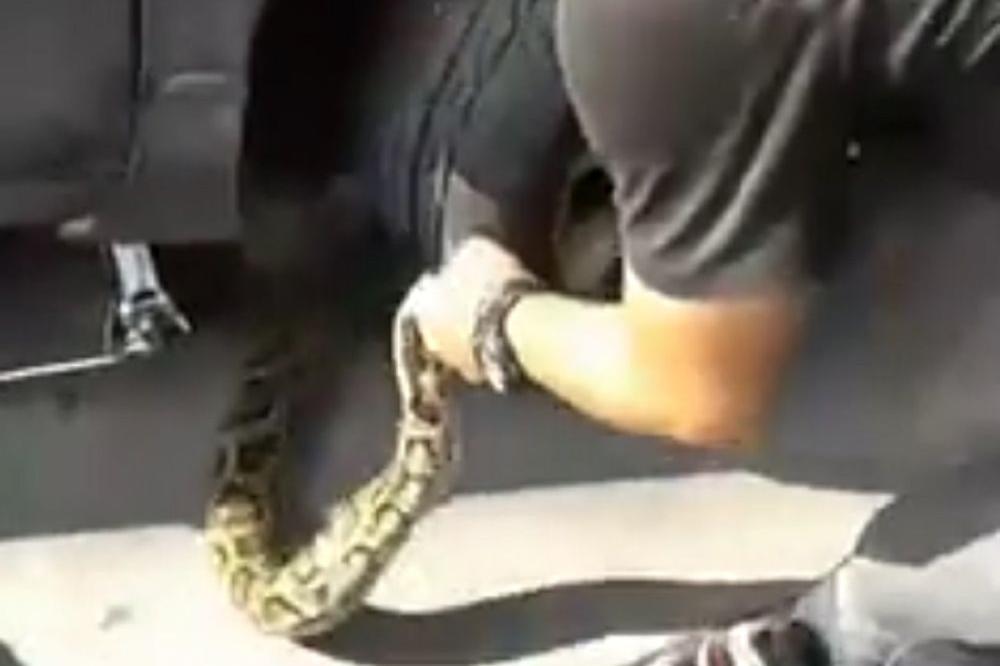 Joj, da mi nije propao anlaser!? Uh, dobro je, to je SAMO OGROMNA ZMIJA! (VIDEO)